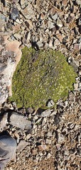 Anisotome imbricata prostrata
