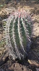 Ferocactus recurvus
