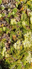 Anisotome imbricata prostrata