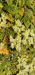 Anisotome imbricata prostrata