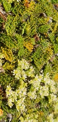 Anisotome imbricata prostrata