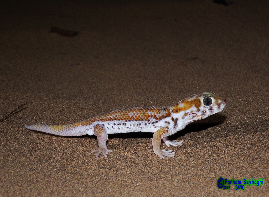 Frog-Eyed Gecko