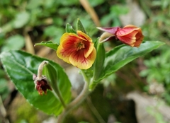 Oenothera epilobiifolia