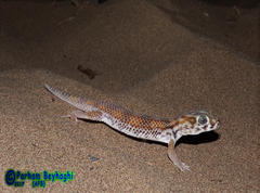 Teratoscincus keyserlingii