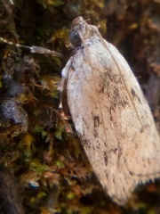 Phaeosaces compsotypa