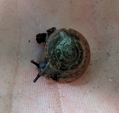 Helicarionoidea