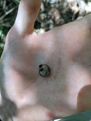 Helicarionoidea