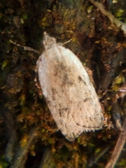 Phaeosaces compsotypa
