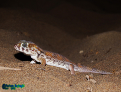 Teratoscincus keyserlingii