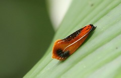 Coryptilum klugii