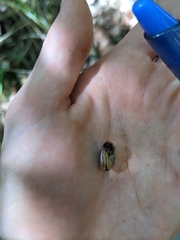 Helicarionoidea