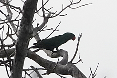 Eclectus roratus