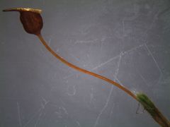 Conostomum pentastichum