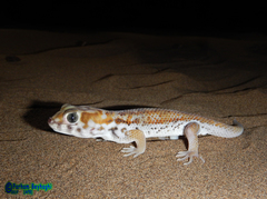 Teratoscincus keyserlingii