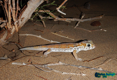 Teratoscincus keyserlingii