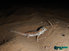 Teratoscincus