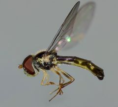 Allograpta hollowayae