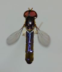 Allograpta hollowayae