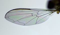 Allograpta hollowayae