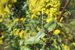 Megacyllene robiniae