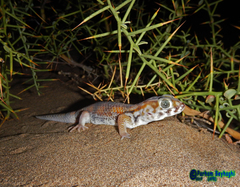 Teratoscincus keyserlingii
