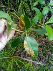 Corythoxestis zorionella