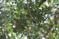 Cynanthus latirostris