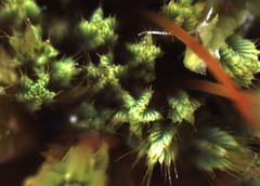 Conostomum pentastichum