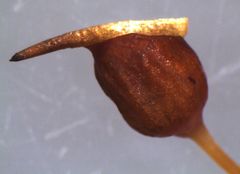 Conostomum pentastichum