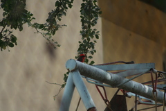 Pyrocephalus rubinus