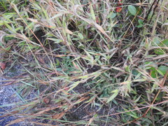 Dichanthelium implicatum