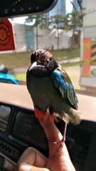 Pitta sordida cucullata