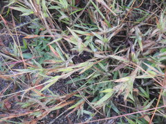 Dichanthelium implicatum