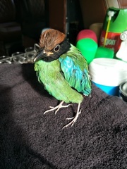 Pitta sordida cucullata