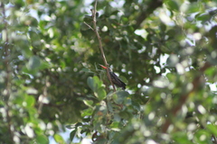 Cynanthus latirostris