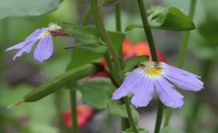 Scaevola microphylla