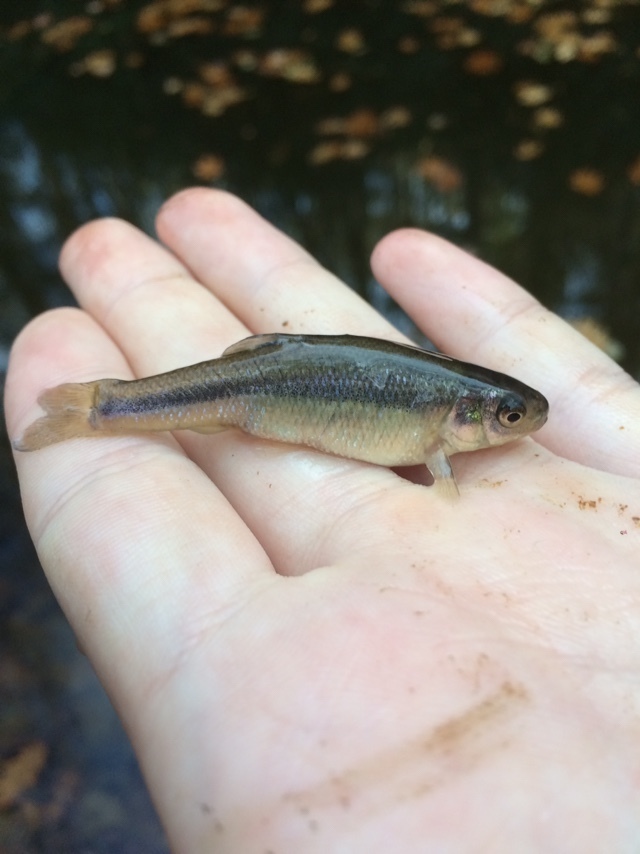 Fathead Minnow from Valle Cay Dr, Vilas, NC, US on November 15, 2020 at ...