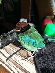 Pitta sordida cucullata