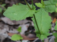 Scaevola microphylla