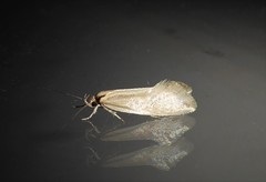 Tingena chloradelpha