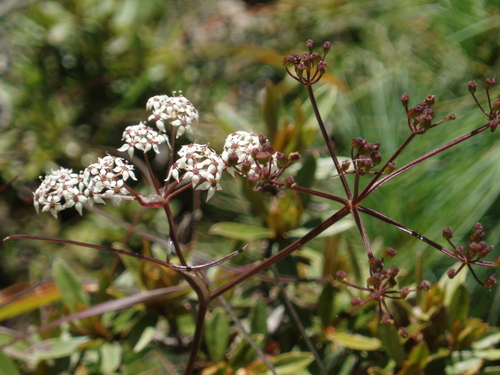 Genus Acronema · iNaturalist