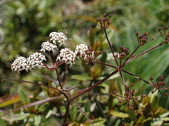 Acronema johrianum