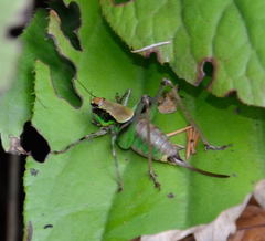 Eupholidoptera chabrieri