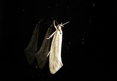 Tingena chloradelpha