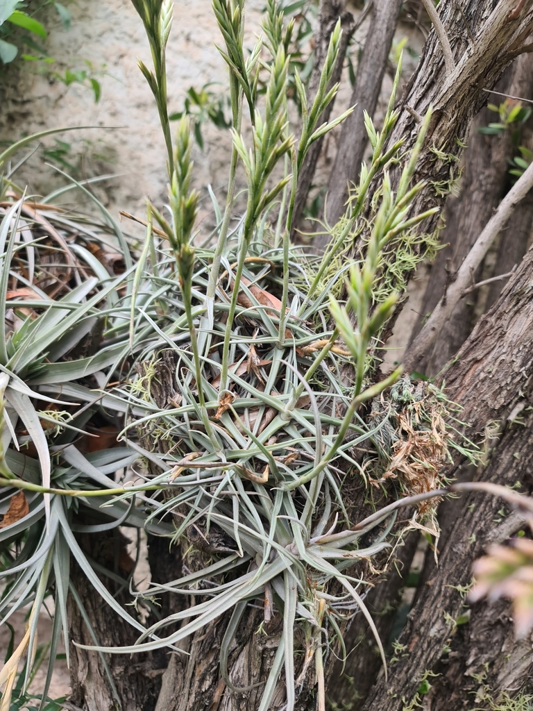 Tillandsia streptocarpa