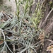 Tillandsia streptocarpa - Photo (c) Sol Quipildor, some rights reserved (CC BY-SA), uploaded by Sol Quipildor