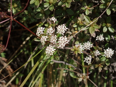 Acronema johrianum