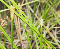 Eleocharis quadrangulata