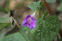 Ipomoea purpurea