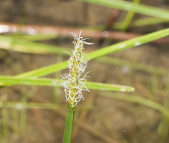 Eleocharis quadrangulata